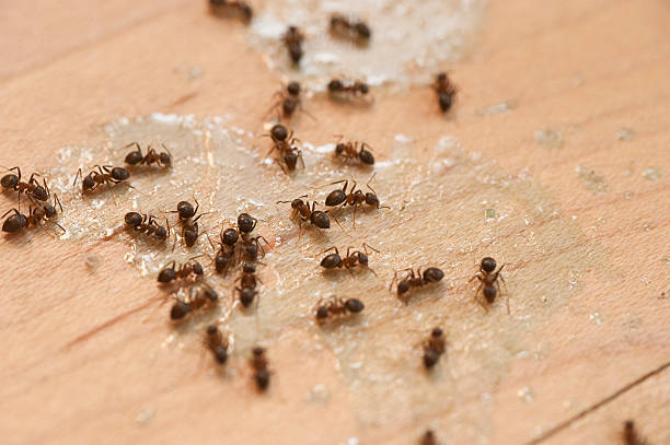 Best Residential Pest Control  in Sunrise Beach Village, TX