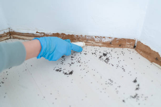 Best Best Pest Control Companies  in Sunrise Beach Village, TX